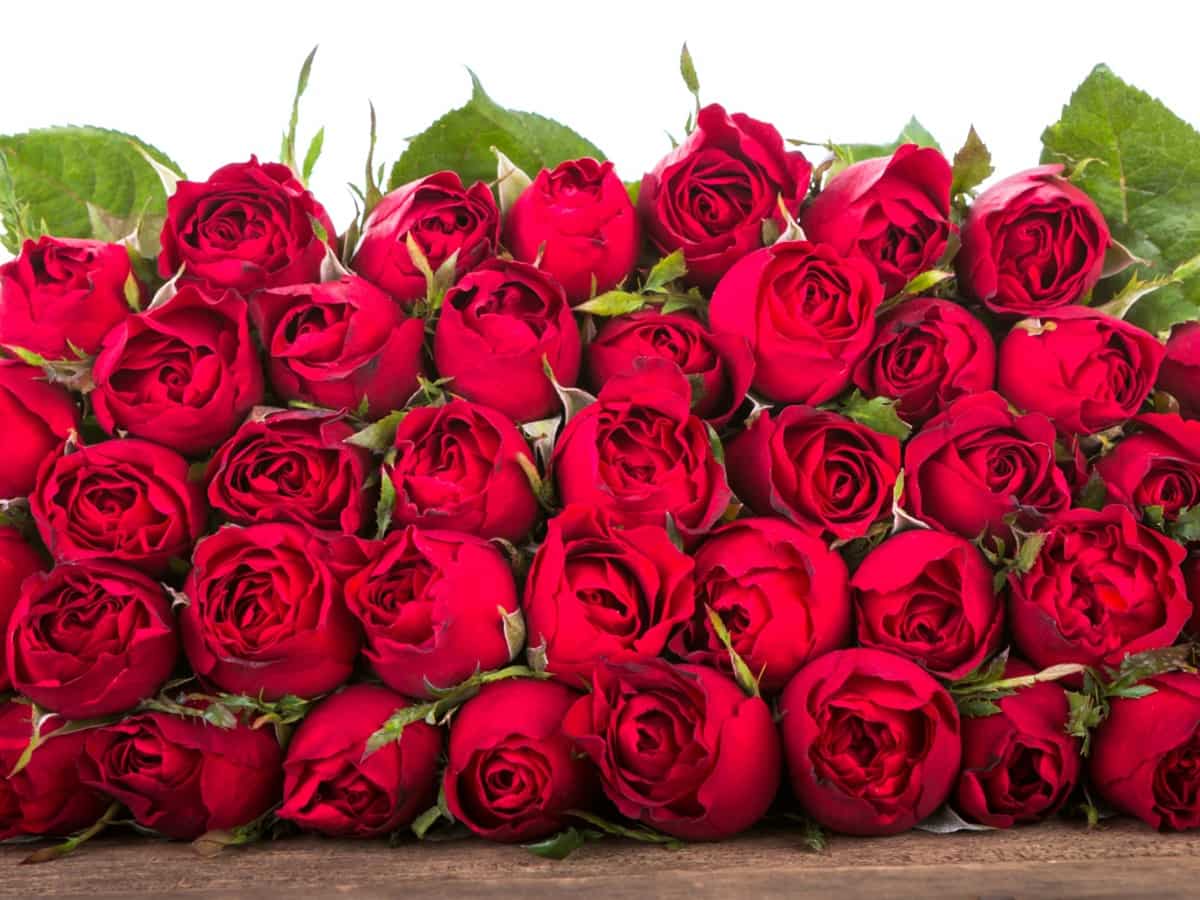 Valentine's Day के लिए नेपाल ने भारत से खरीदे 3 लाख से ज्यादा गुलाब, सिर्फ काठमांडु से 60% डिमांड