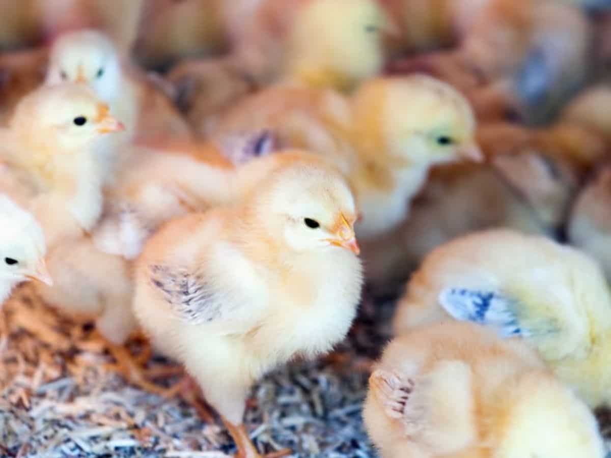 मुर्गी पालकों के लिए बड़ी खबर, सरकार ने बर्ड फ्लू को लेकर जारी की एडवाइजरी, जानिए पूरी डीटेल