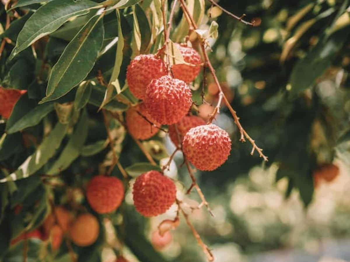 Litchi Farming Tips: इस मौसम में लीची की करें खास देखभाल, इन तरीकों से करें कीटों की रोकथाम