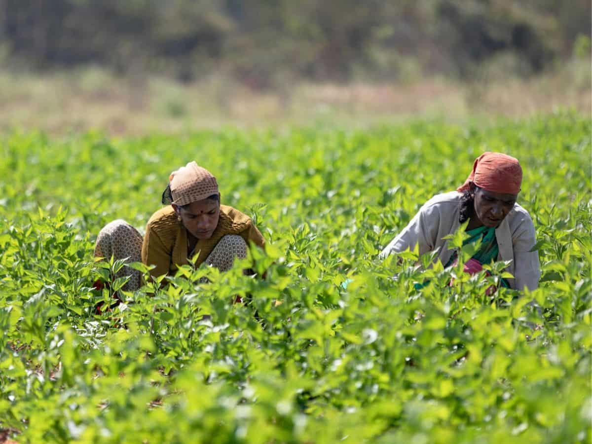 यूपी में भारी बारिश से फसल हुई बर्बाद, योगी सरकार ने किसानों के लिए किया मुआवजे का ऐलान