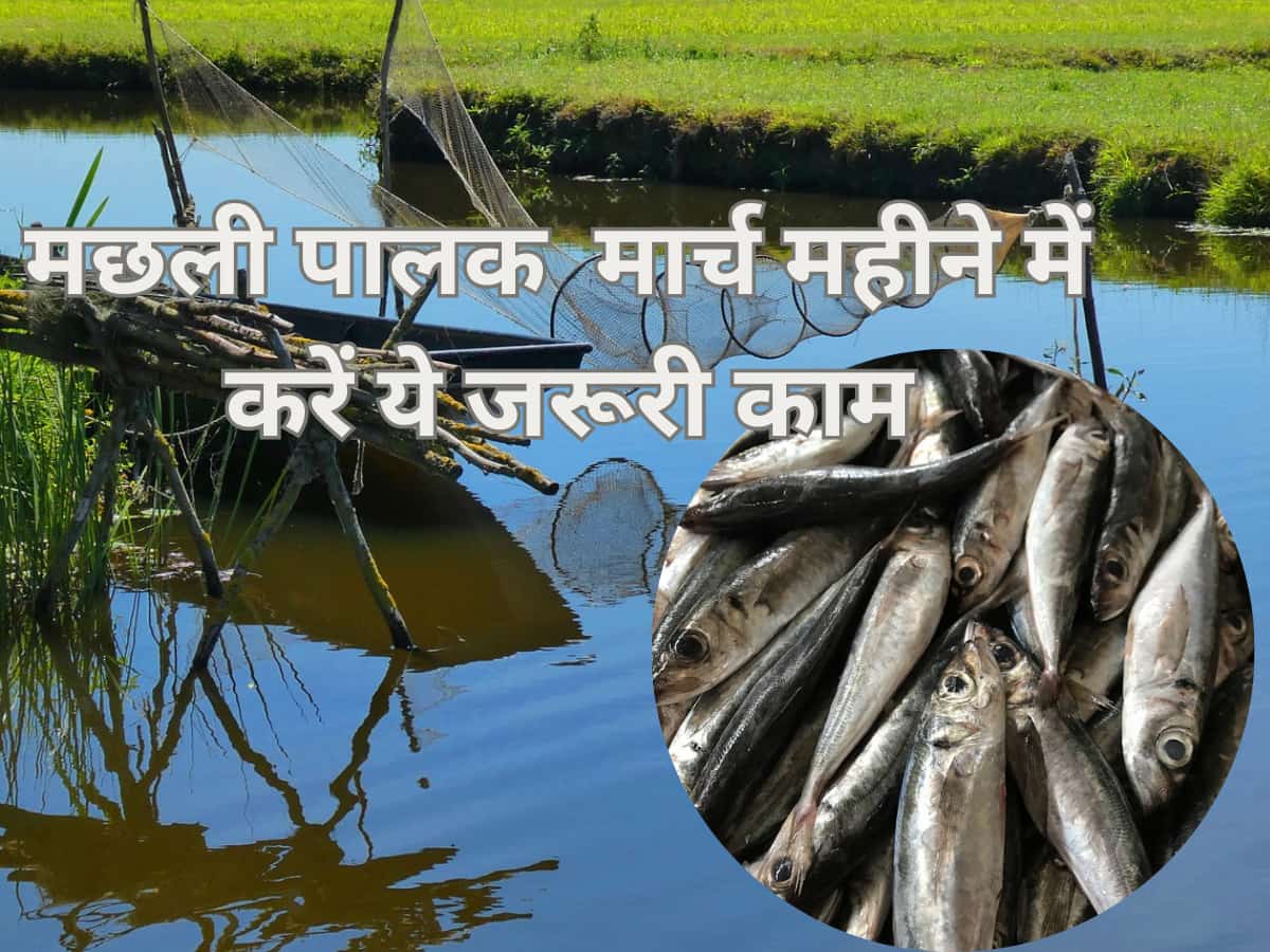 मछली पालक ध्यान दें, सरकार ने जारी की एडवाइजरी, मार्च महीने में करें ये जरूरी काम