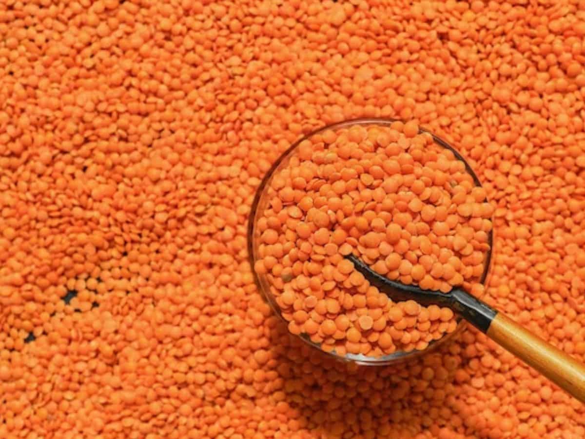 इस महीने मसूर की खरीद शुरू करेगी सरकार, किसान दाल बेचने के लिए इस पोर्टल पर कराएं रजिस्ट्रेशन
