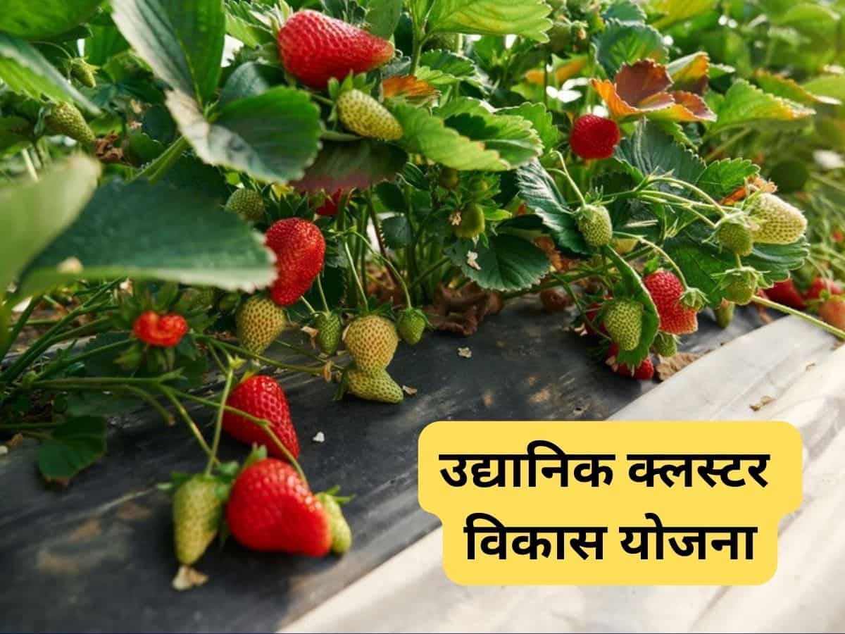 किसानों के लिए सुनहरा मौका, फल-फूल की खेती करने के लिए सरकार दे रही ₹1 लाख, ऐसे उठाएं फायदा
