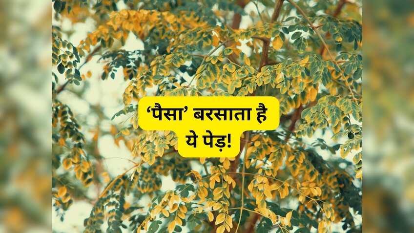 Business Idea: इस पेड़ की बागवानी से होगी मुनाफे की बारिश; बीज, तना, पत्तियां हर चीज है बिकती, जानिए उन्नत किस्में