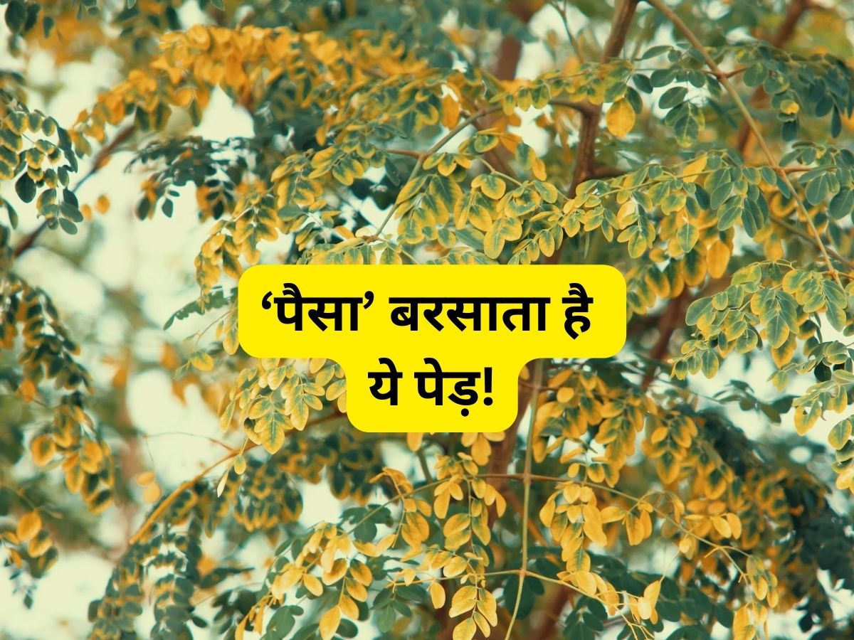 Business Idea: इस पेड़ की बागवानी से होगी मुनाफे की बारिश; बीज, तना, पत्तियां हर चीज है बिकती, जानिए उन्नत किस्में