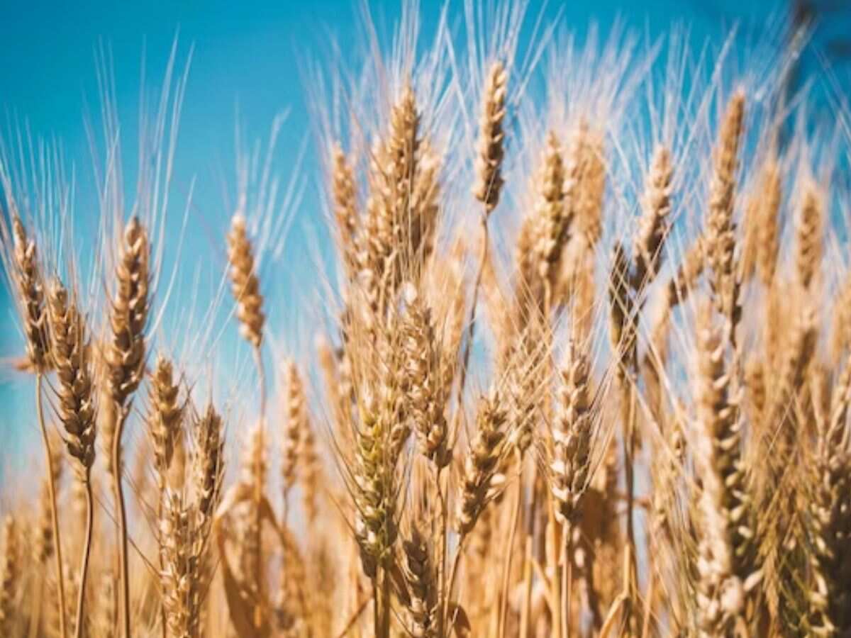 Weather Update: प्रचंड गर्मी का गेहूं की फसल पर पड़ेगा असर? जानिए IMD ने क्या कहा