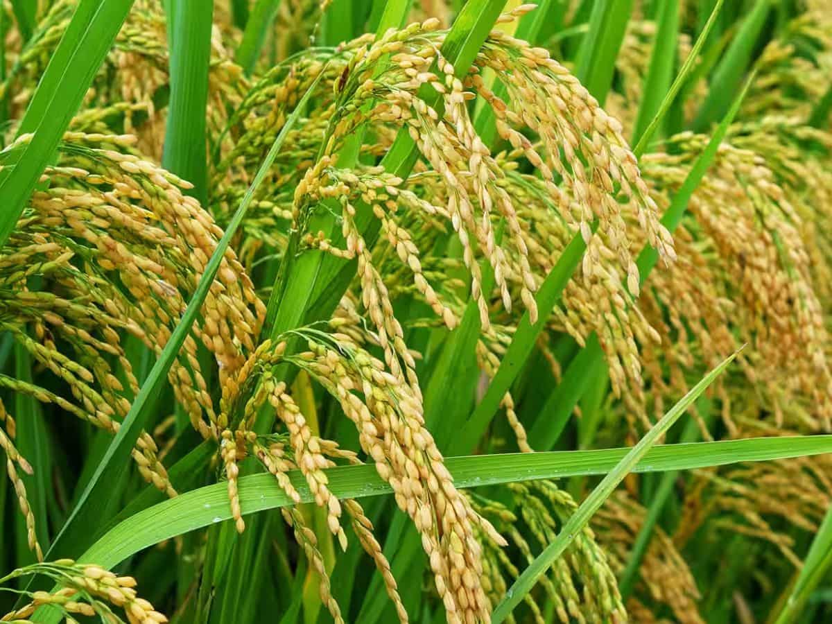 एथेनॉल उत्पादन के लिए सब्सिडी वाले चावल की फिर शुरू होगी बिक्री, जानिए सरकार ने क्या कहा