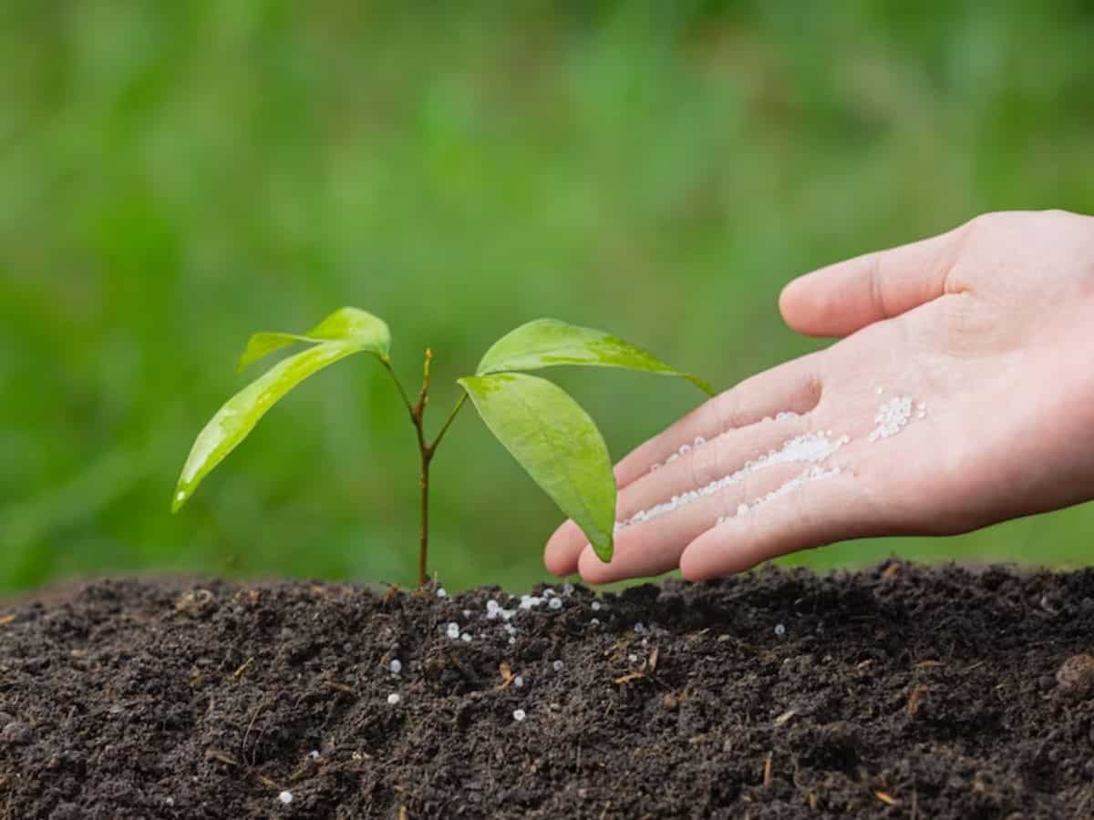 नैनो यूरिया, नैनो DAP को बढ़ावा देगी सरकार, 2025 के अंत तक यूरिया का आयात बंद कर देगा भारत