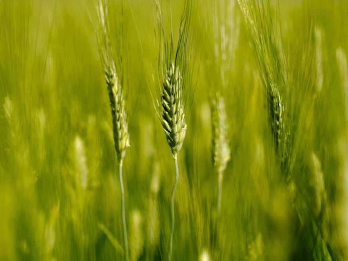 गेहूं की फसल पर जलवायु संकट का सामना करने में भारत की तैयारी पाकिस्तान से बेहतर, इस साल रिकॉर्ड उत्पादन का अनुमान