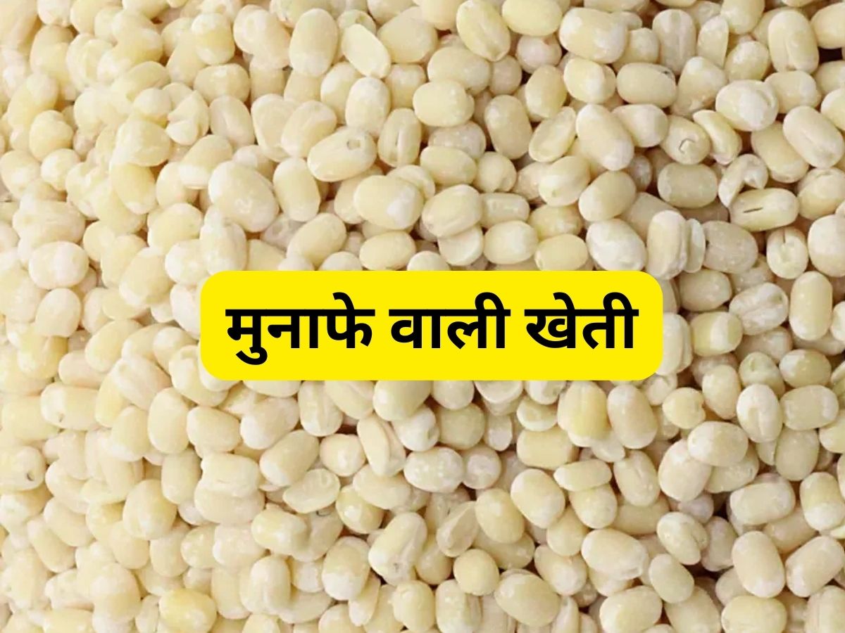 ये खेती 80 दिनों में किसानों को बना देगी मालामाल, कम लागत में मिलेगा तगड़ा मुनाफा