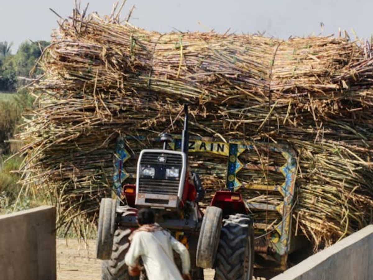 Sugarcane Cultivation: गन्ने की खेती से पहले जान लें बुवाई के ये 3 तरीके, होगी ताबड़तोड़ कमाई