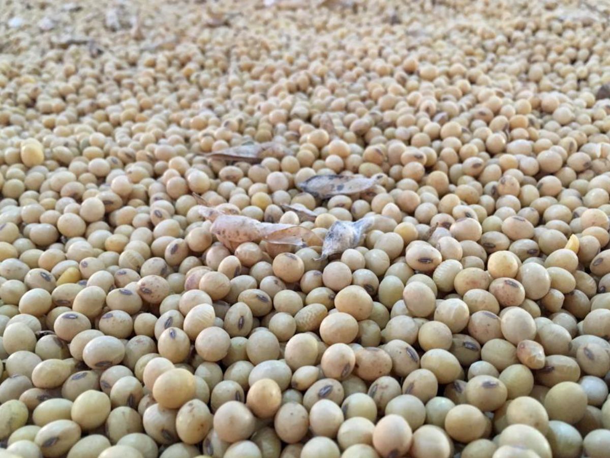 Soymeal Export: भारत का सोया खली एक्सपोर्ट मार्च में 46% गिरा, जानिए क्या है वजह