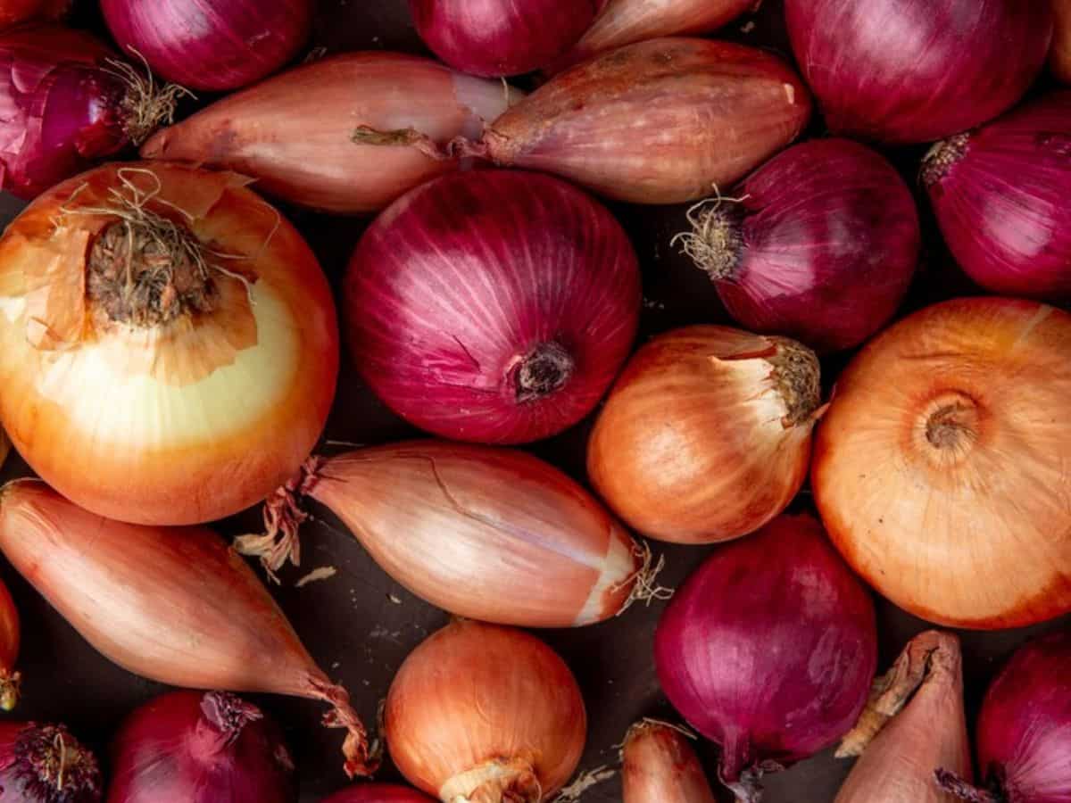 Onion Cultivation: खरीफ प्याज की इस तकनीक से करें बुवाई, जानिए उन्नत किस्में और खेती का तरीका