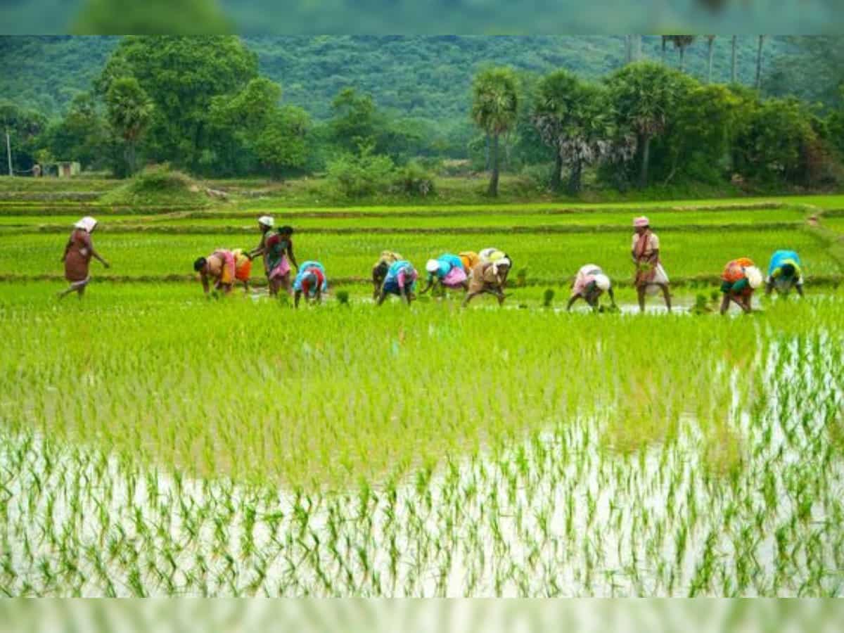 चुनाव से पहले इस राज्य के किसानों को मिली खुशखबरी, ₹2 लाख तक का कृषि लोन होगा माफ, धान पर भी बोनस का ऐलान