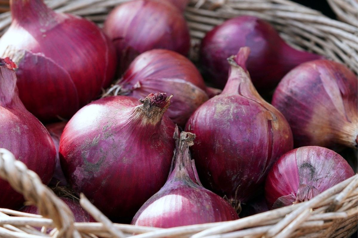 Onion Export: श्रीलंका और UAE को प्याज एक्सपोर्ट करेगा भारत, 10,000 मीट्रिक टन निर्यात की मंजूरी