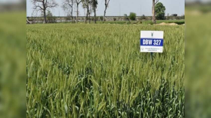 गेहूं की किस्म DBW 327 का कमाल, पंजाब-हरियाणा के किसानों को बंपर मिली पैदावार, जानिए खासियतें