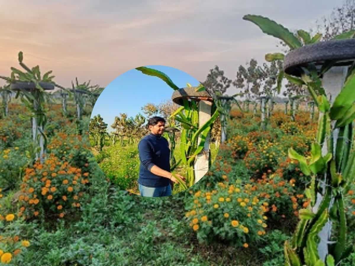 यूट्यूब से मिले आइडिया से खुले बंद किस्मत के दरवाजे, इस विदेशी फल की खेती से लखपति बना किसान