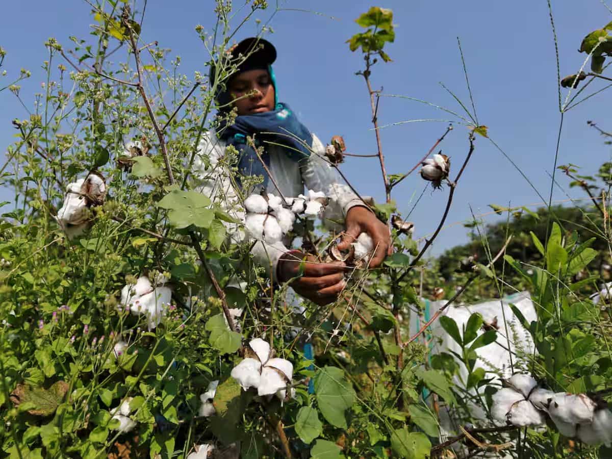 कपास किसानों के लिए अच्छी खबर! भारत का सूती धागा, कपड़ा निर्यात बीते वित्त वर्ष में 7% बढ़ा