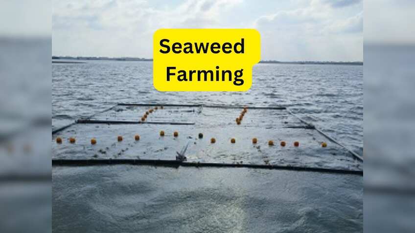 समुद्री शैवाल की खेती से कमाई का बंपर मौका, 6 हफ्ते में हो जाती है तैयार, जानिए इसके फायदे
