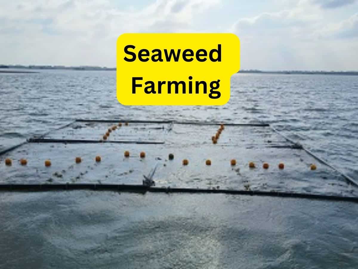 समुद्री शैवाल की खेती से कमाई का बंपर मौका, 6 हफ्ते में हो जाती है तैयार, जानिए इसके फायदे