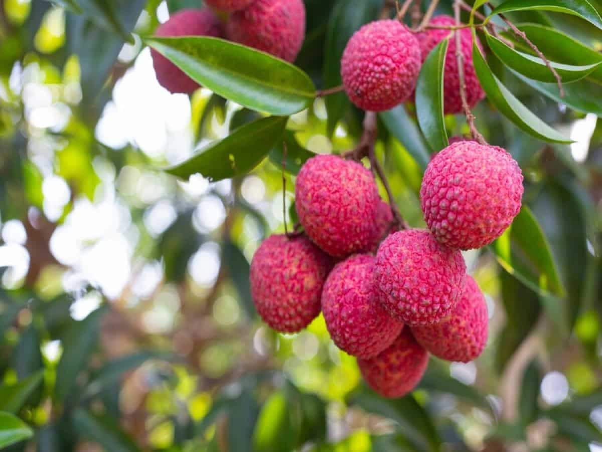 Litchi: इस बार 15 मई से शुरू होगी शाही लीची की बिक्री, ऑनलाइन भी कर सकेंगे खरीदारी