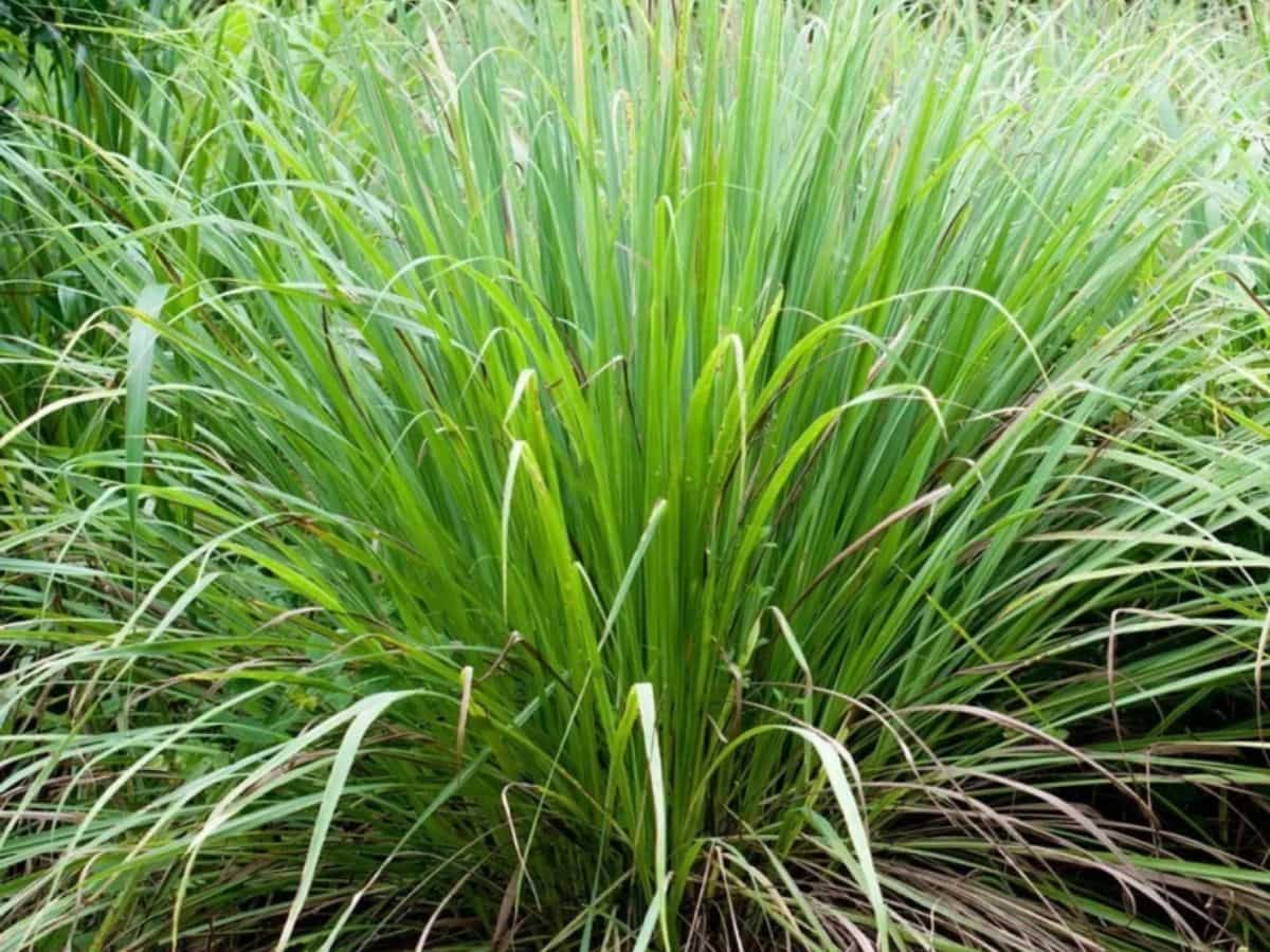 लेमन ग्रास (Lemon Grass)