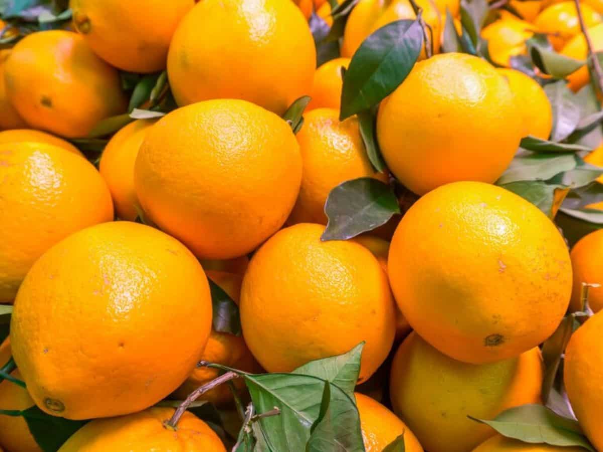 प्याज निर्यात पर बैन से नागपुर के संतरा उत्पादक परेशान, ₹10-20 प्रति किग्रा घाटे पर संतरे बेच रहे किसान, जानिए मामला