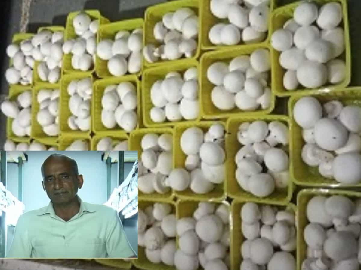 Success Story: गेहूं छोड़ किसान ने शुरू की इस सब्जी की खेती, एक साल में कमा लिया ₹21 लाख