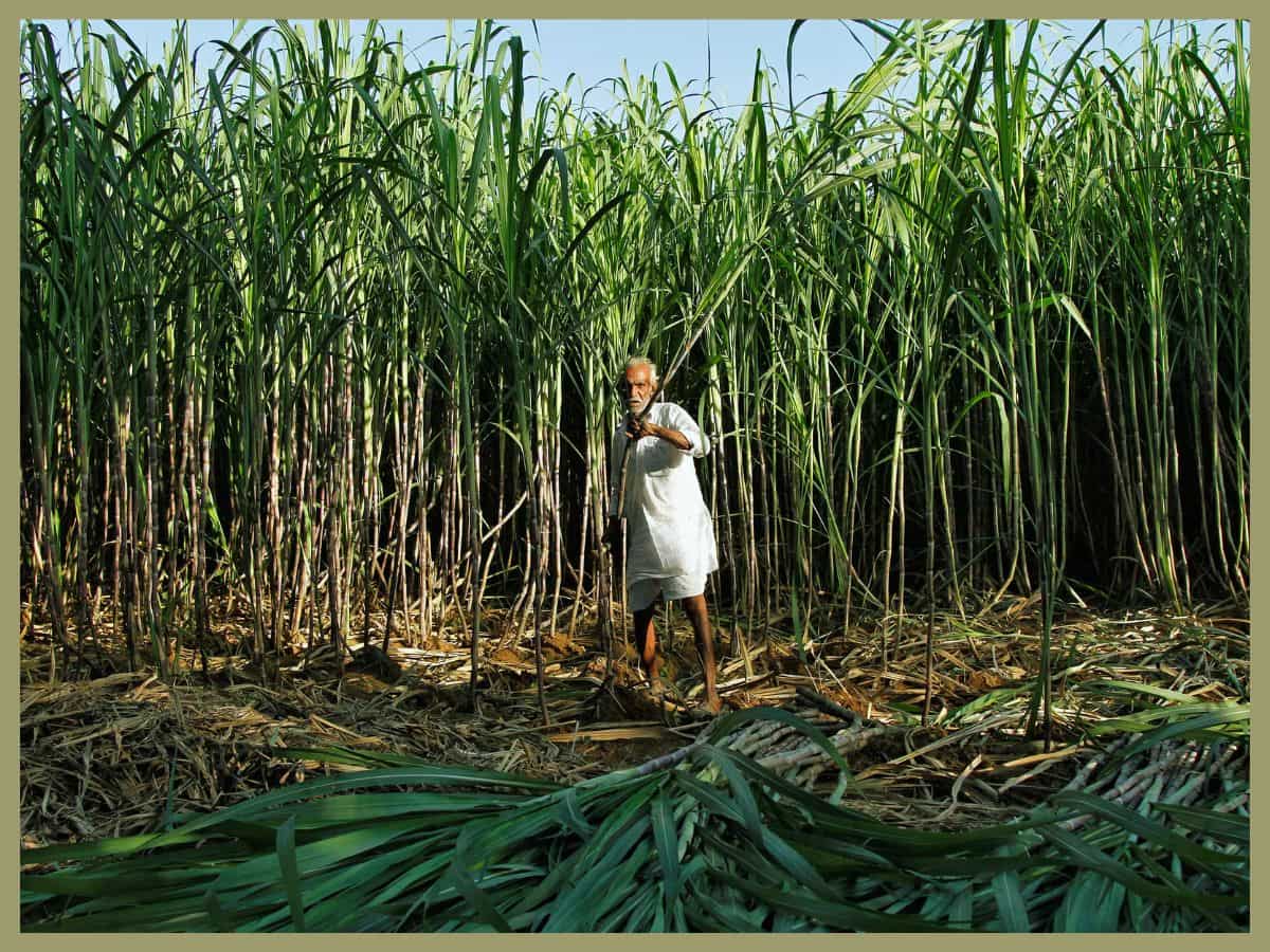 मौसम ने बढ़ाई सरकार और किसानों की टेंशन, गन्ना और दाल को लेकर जल्‍द जारी हो सकती है एडवाइजरी