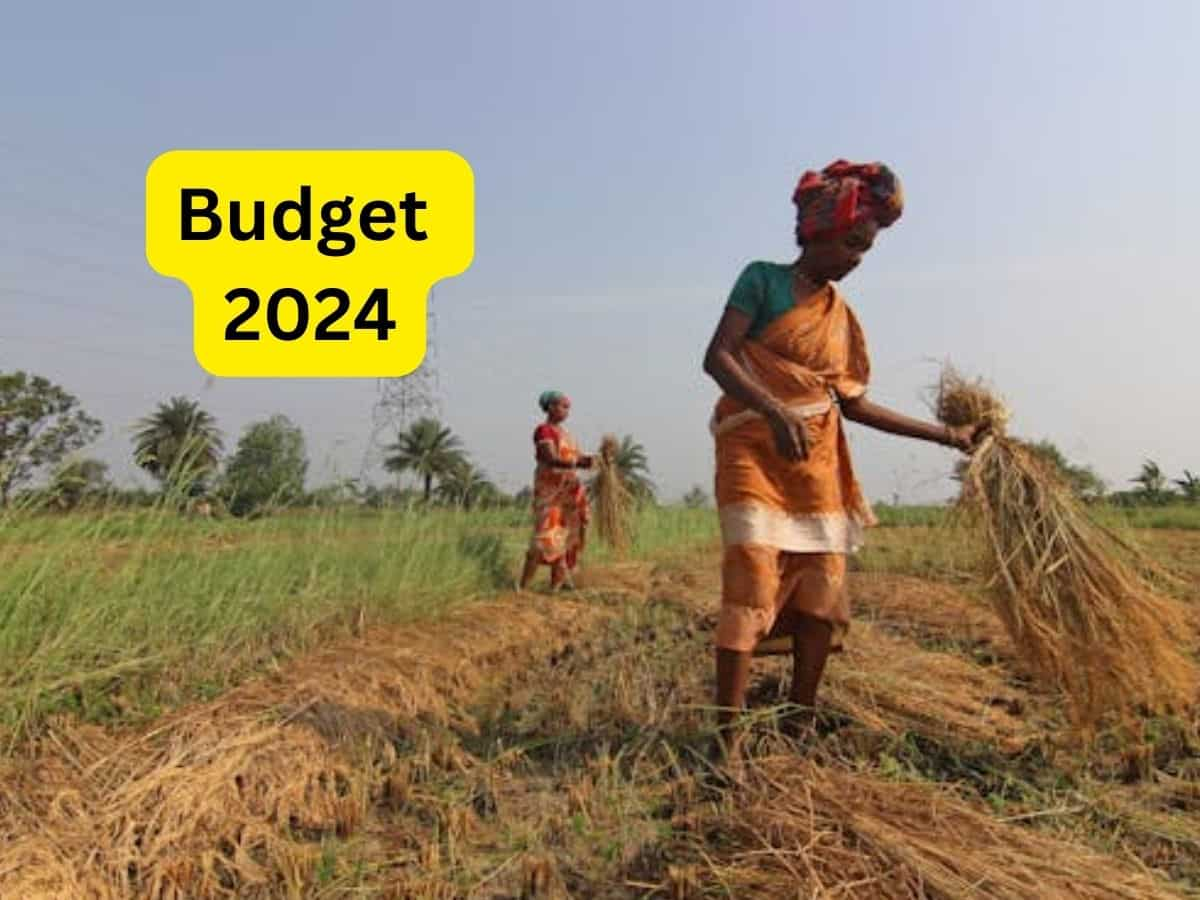 Budget 2024: बजट में तिलहन उत्पादन बढ़ाने के लिए राष्ट्रीय मिशन शुरू करने की मांग, कृषि विशेषज्ञों ने दिए ये सुझाव