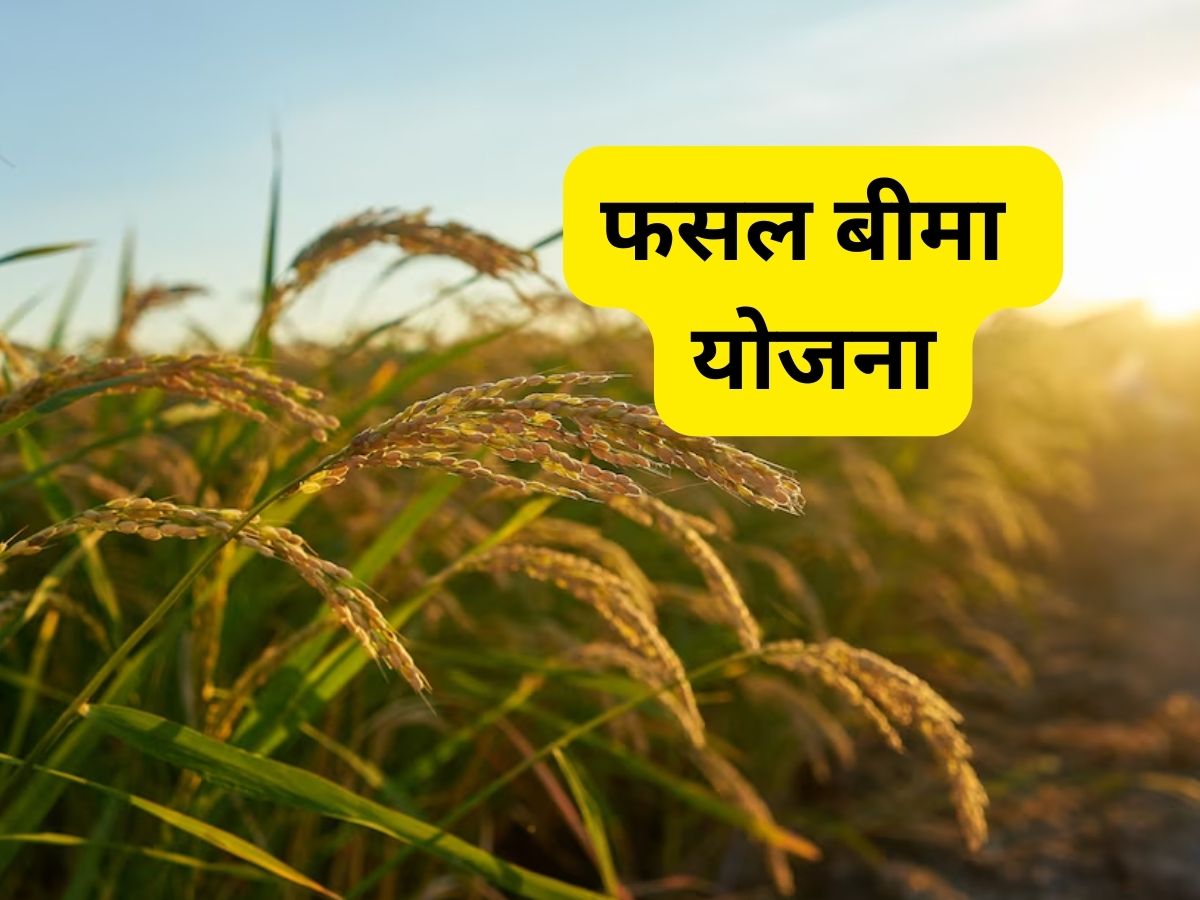 किसानों के लिए बड़ी खबर! आज से शुरू हो रहा है फसल बीमा सप्ताह, खरीफ फसलों का बीमा कराएं, आय सुरक्षित करें