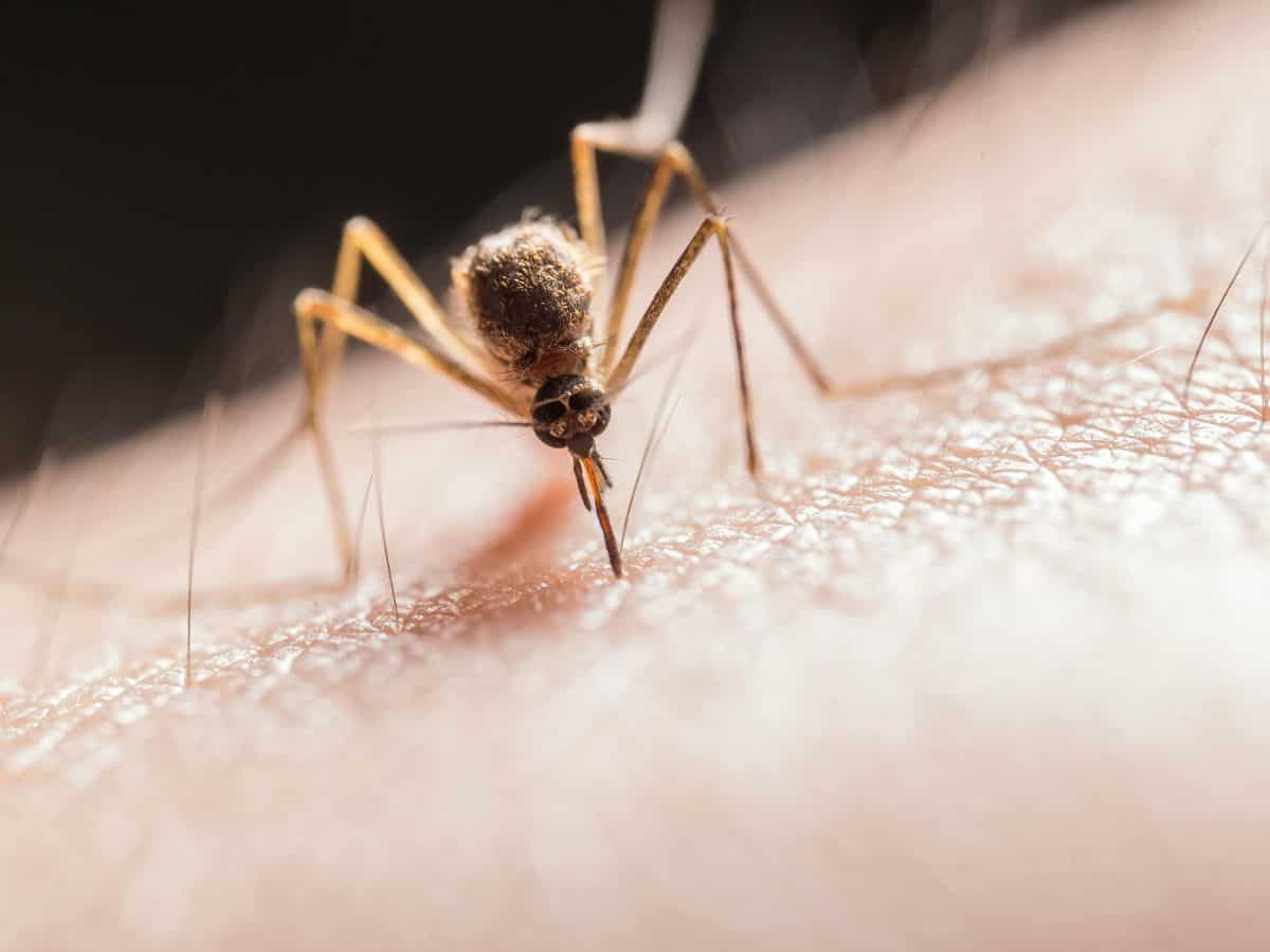 Zika Virus: पुणे में फैला जीका वायरस का आतंक! सरकार ने सभी राज्यों के लिए जारी किया अलर्ट, जानें कैसे होगा बचाव