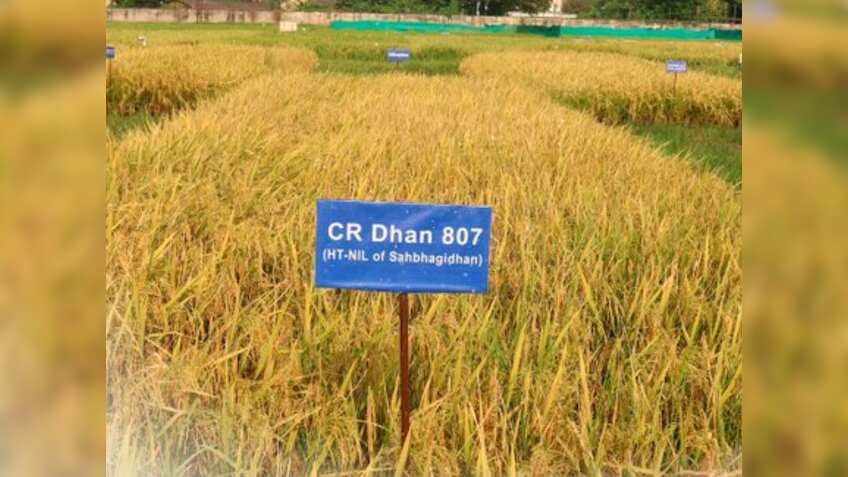 धान की ये किस्म देगी बंपर पैदावार, किसानों को मिलेगा तगड़ा मुनाफा, जानें खासियतें