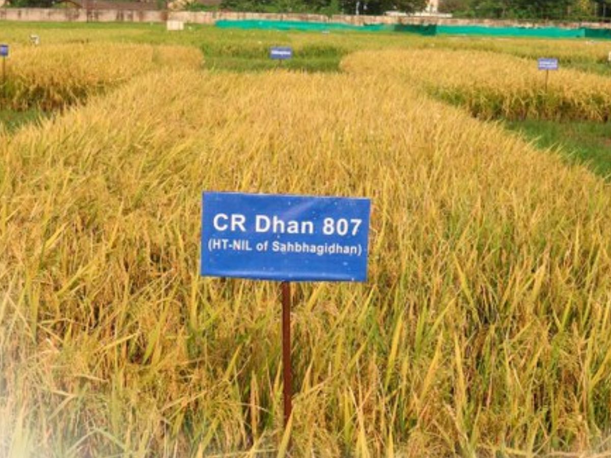 धान की ये किस्म देगी बंपर पैदावार, किसानों को मिलेगा तगड़ा मुनाफा, जानें खासियतें