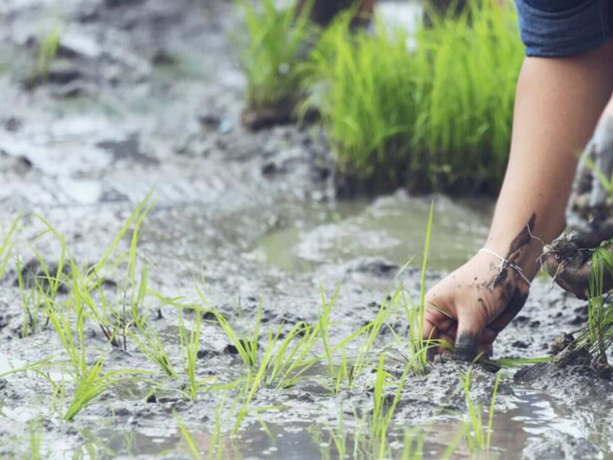 जुलाई में औसत से 32% ज्यादा हुई बारिश, खरीफ फसलों की बुवाई ने पकड़ी रफ्तार, जानिए डीटेल