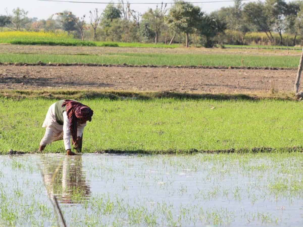 धान के प्रमुख खरपतवार