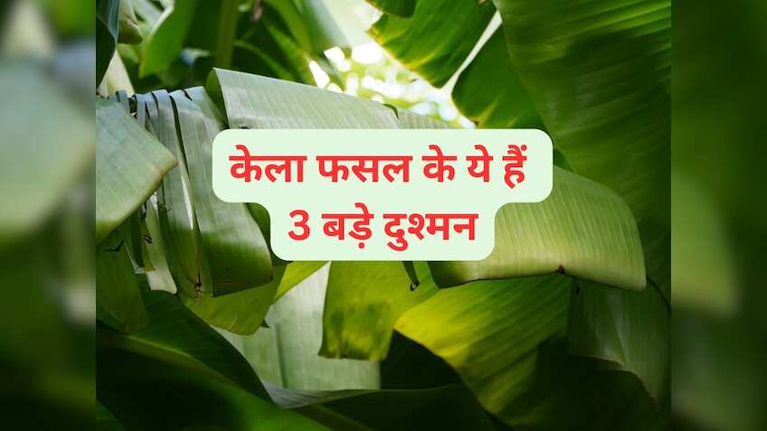 केला फसल के ये हैं तीन बड़े दुश्मन, इनको समय रहते करें काबू, वरना...