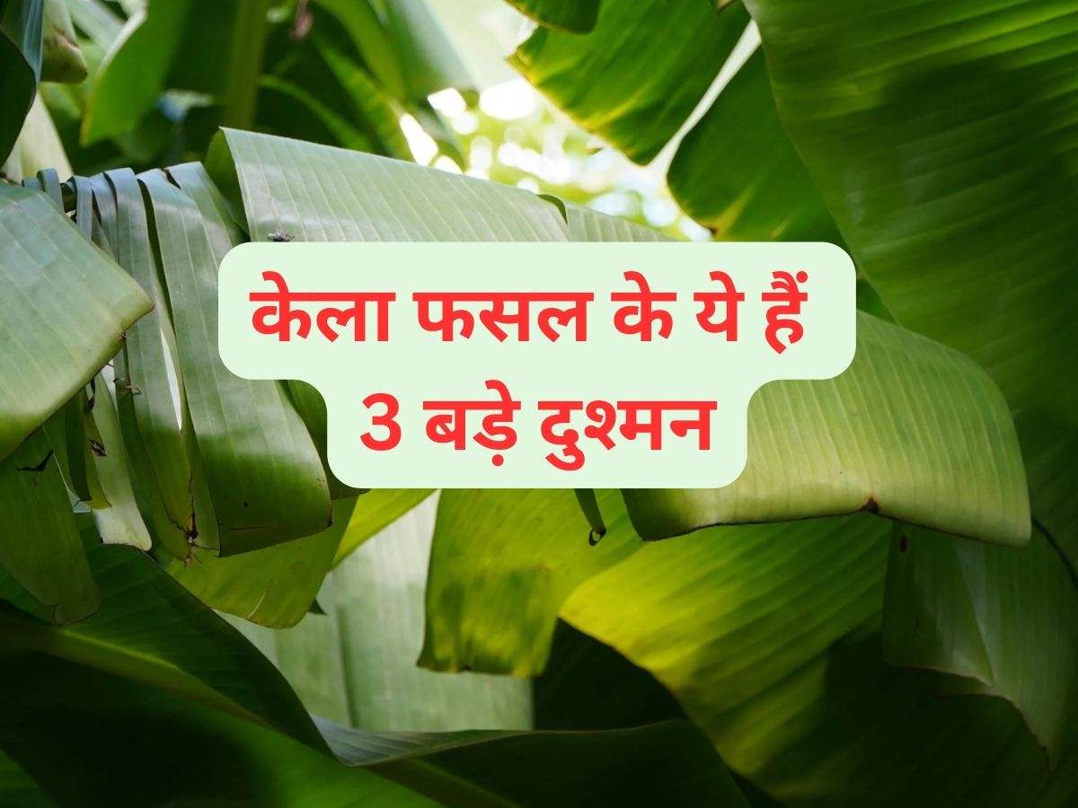 केला फसल के ये हैं तीन बड़े दुश्मन, इनको समय रहते करें काबू, वरना...