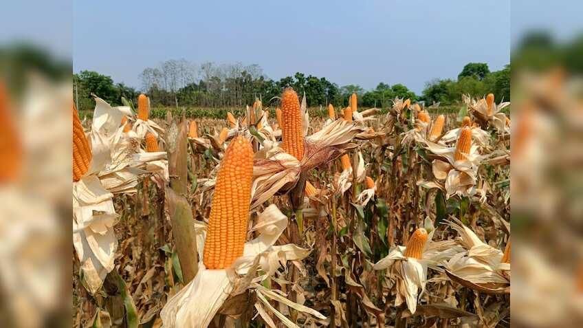 धान छोड़कर किसान ने शुरू की मक्का की खेती, 30 हजार लगाकर कमाया ₹1 लाख, जानिए सफलता की कहानी