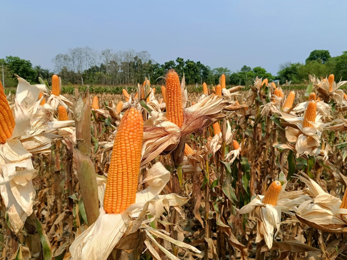 धान छोड़कर किसान ने शुरू की मक्का की खेती, 30 हजार लगाकर कमाया ₹1 लाख, जानिए सफलता की कहानी