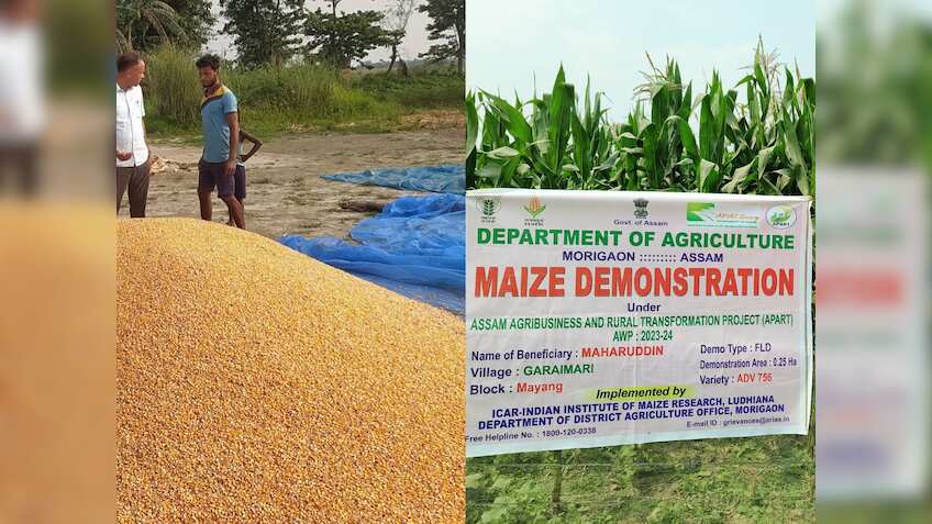 रंग लाई IIMR की मुह‍िम! असम में धान की खेती घटी, मक्के का रकबा बढ़ा