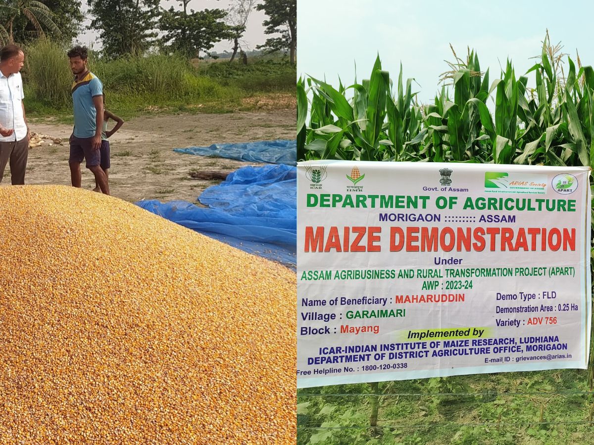 रंग लाई IIMR की मुहिम! असम में धान की खेती घटी, मक्के का रकबा बढ़ा
