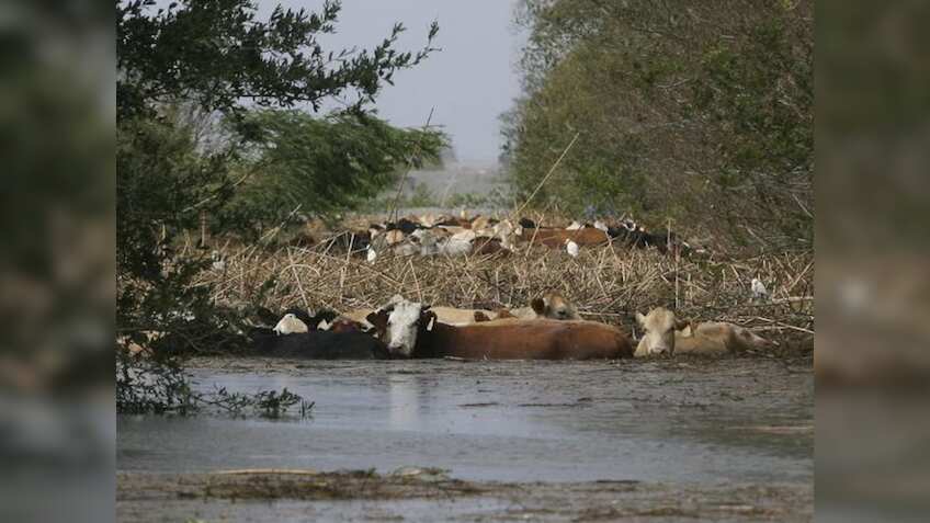 बाढ़ आपदा में मवेशी की मौत पर मिलेगा ₹37,500 का मुआवजा, मुआवजा लेने के लिए करना होगा यह काम, नहीं तो खाली रह जाएंगे हाथ