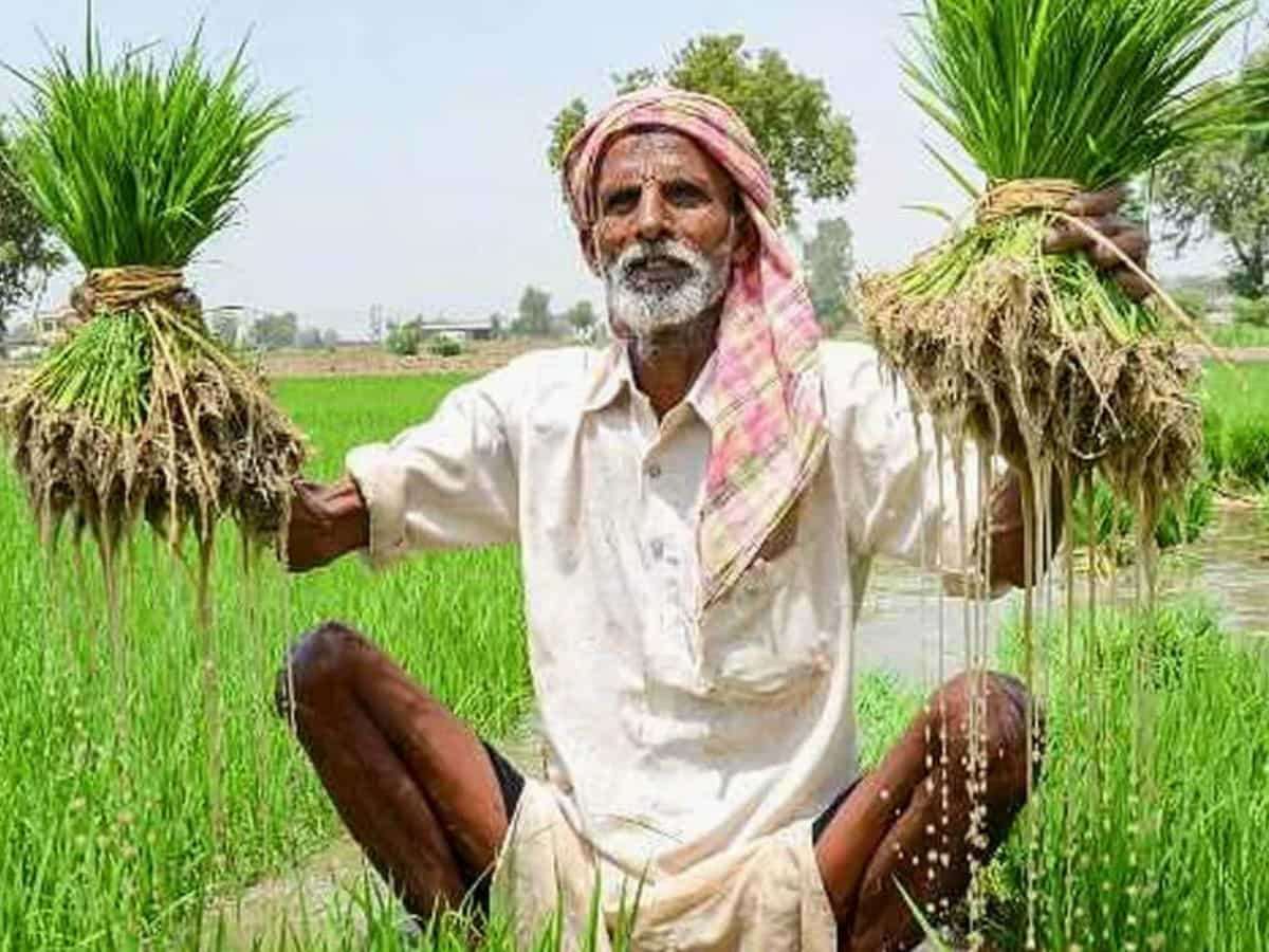 Kharif crops: खरीफ फसल की बुआई 904 लाख हेक्टेयर से ज्यादा, जानें पूरी डीटेल