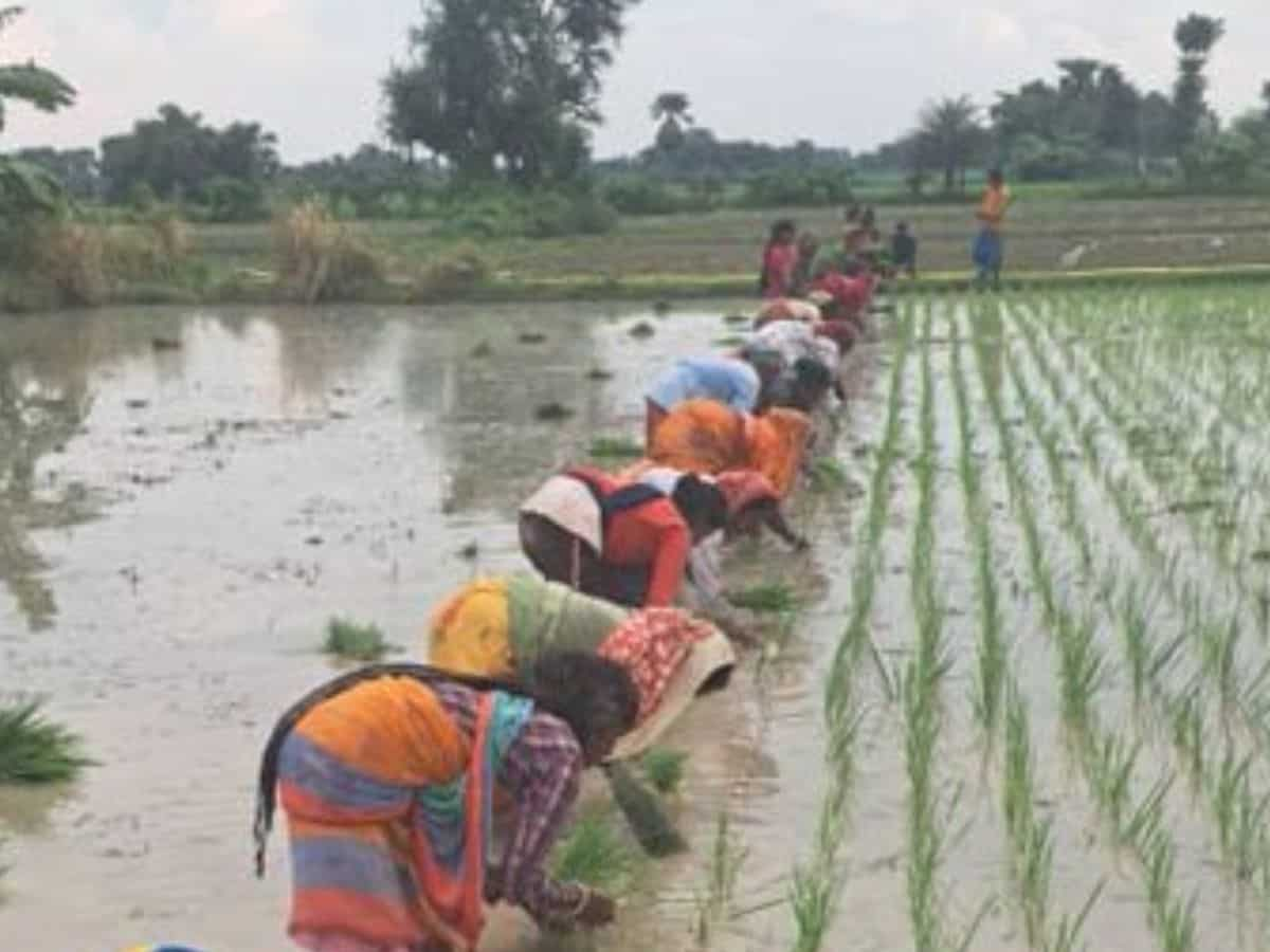 kharif Crops: सामान्य से अच्छा मानसून का असर, खरीफ फसलों का बुआई क्षेत्र चालू सीजन में 3% बढ़ा