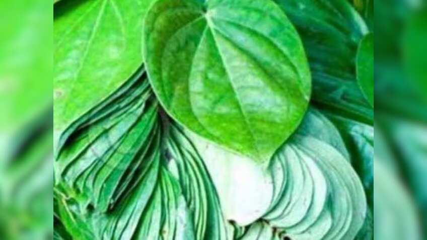 खुशखबरी! पान किसानों को भी मिलेगा Kisan Credit Card, खेती करने के लिए सरकार देगी 35,250 रुपये