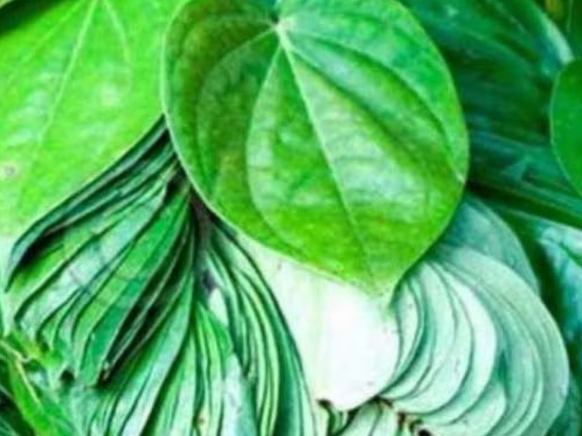 खुशखबरी! पान किसानों को भी मिलेगा Kisan Credit Card, खेती करने के लिए सरकार देगी 35,250 रुपये