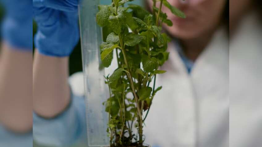 किसानों सस्ते दर पर मिलेगी पौधे सामग्री