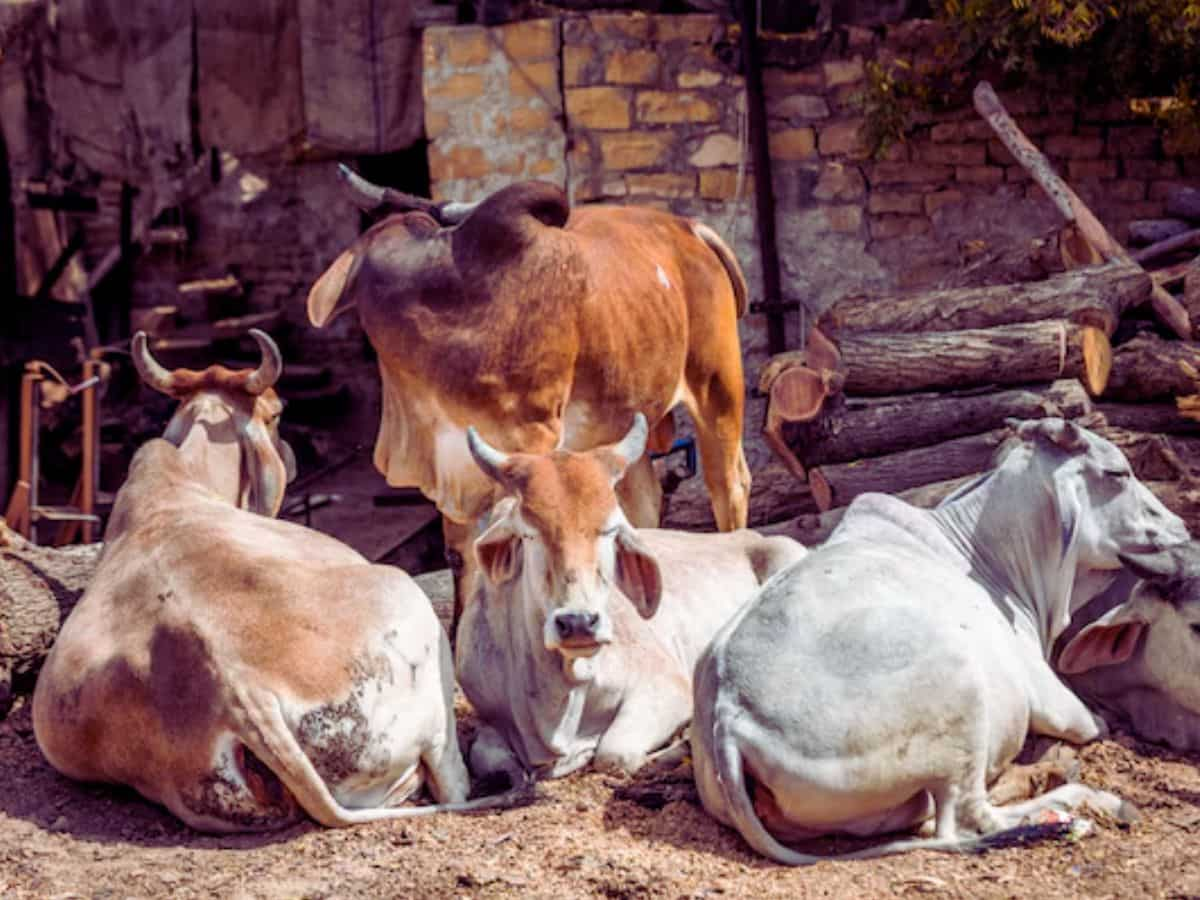 पशु उत्पाद निर्यात बढ़ाने के लिए सरकार ने उठाया बड़ा कदम, 8 राज्यों में बनाएगी FMD फ्री जोन