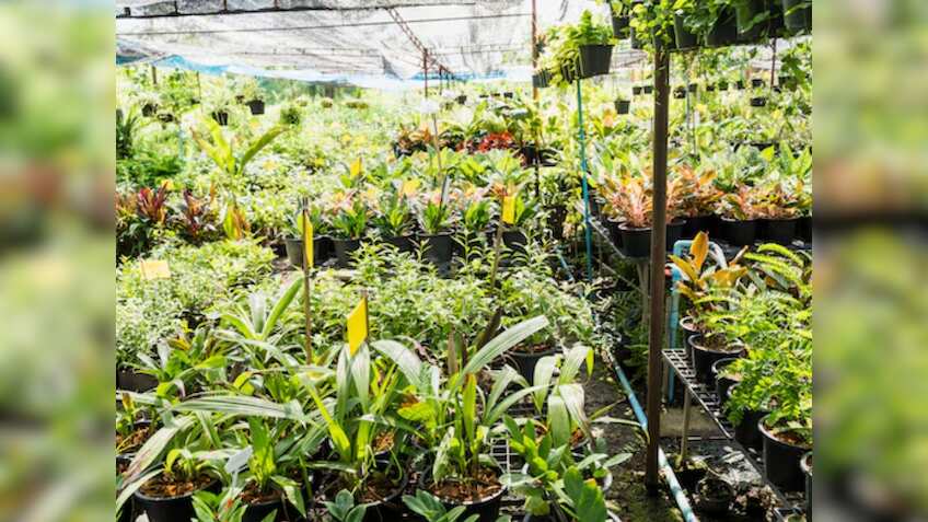 खेतों में नर्सरी बनाकर लाखों कमाएं, सरकार दे रही 50% सब्सिडी, यहां करें आवेदन